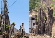 परळी सज्जनगड रोडवरील मोठे वृक्ष तोडले